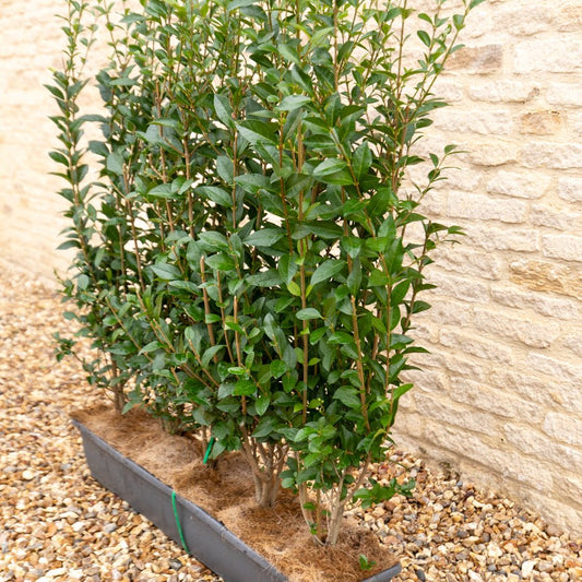 Green Privet Instant Hedge 80-100cm, 1m Trough – Evergreen - Impact Hedging