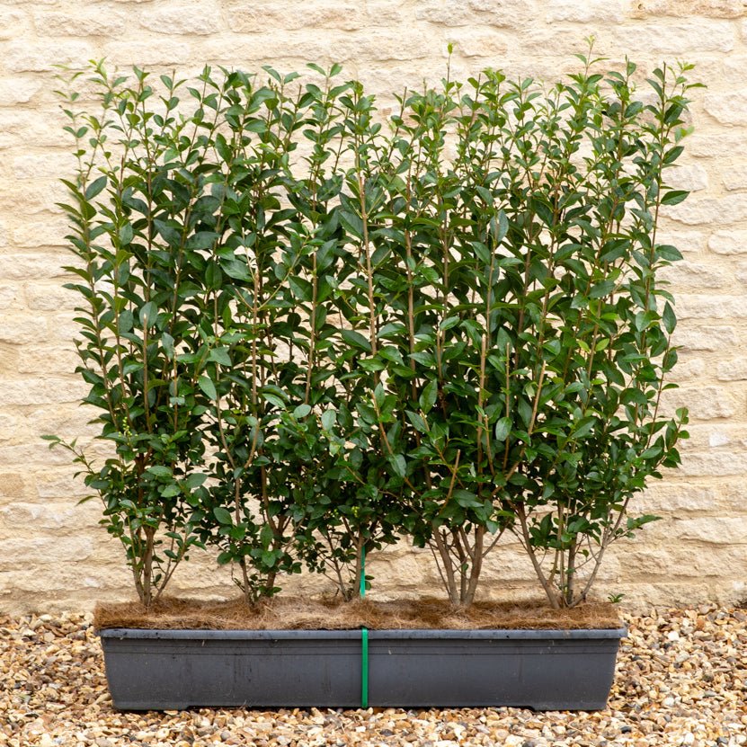 Green Privet Instant Hedge 80-100cm, 1m Trough – Evergreen - Impact Hedging