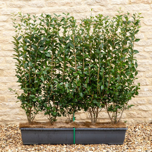 Green Privet Instant Hedge 80-100cm, 1m Trough – Evergreen - Impact Hedging