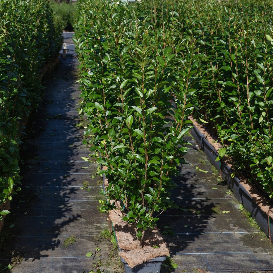 Green Privet Instant Hedge 80-100cm, 1m Trough – Evergreen - Impact Hedging
