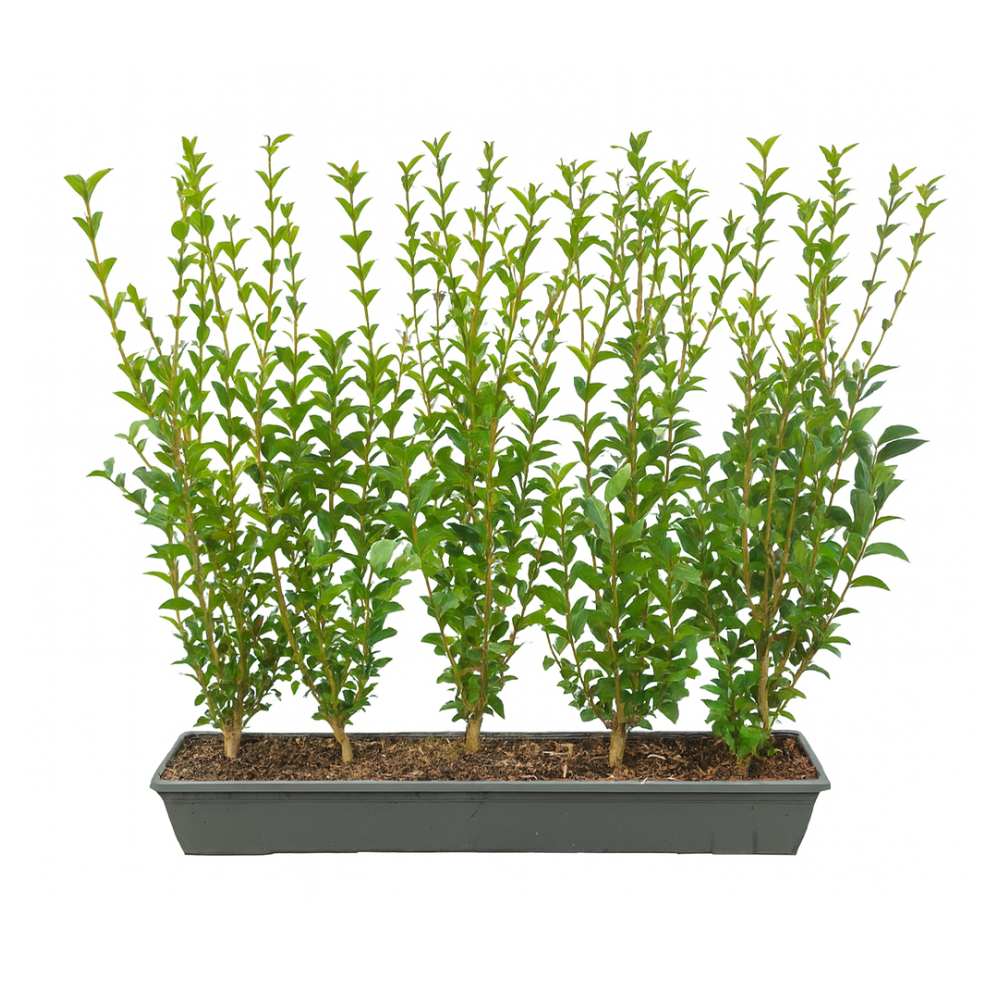 Green Privet Instant Hedge