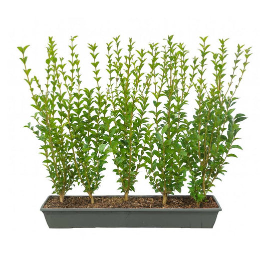 Green Privet Instant Hedge