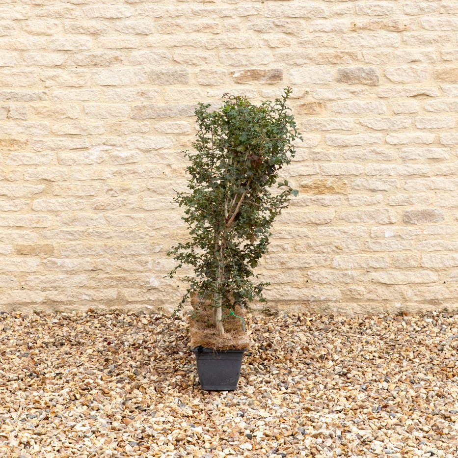 Hawthorn Instant Hedge 80–100cm, 1m Trough – Deciduous - Impact Hedging