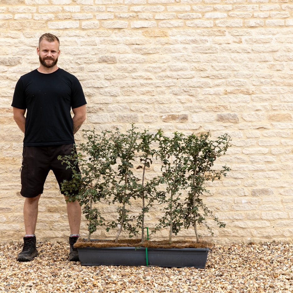 Hawthorn Instant Hedge 80–100cm, 1m Trough – Deciduous - Impact Hedging