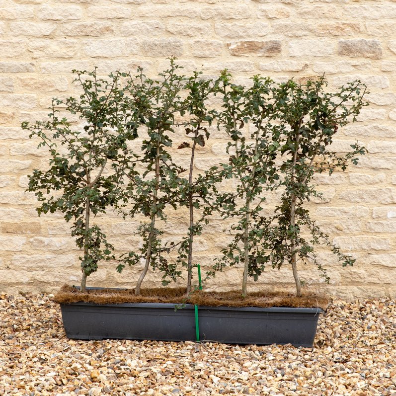 Hawthorn Instant Hedge 80–100cm, 1m Trough – Deciduous - Impact Hedging