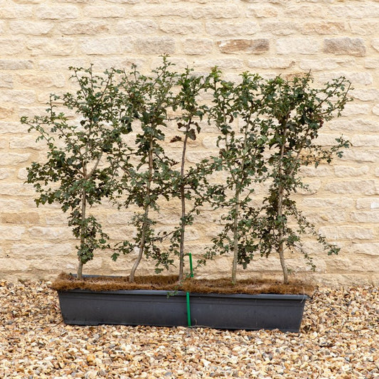 Hawthorn Instant Hedge 80–100cm, 1m Trough – Deciduous - Impact Hedging
