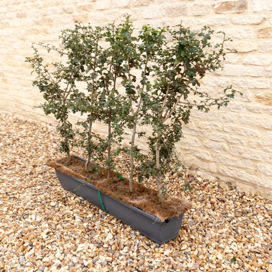 Hawthorn Instant Hedge 80–100cm, 1m Trough – Deciduous - Impact Hedging
