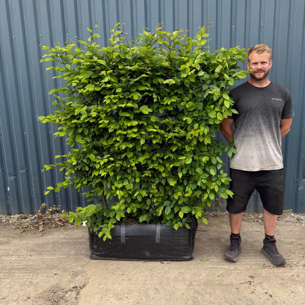 Hornbeam Instant Hedge 160cm (5–6ft) , 1m Hedgebag – Deciduous - Impact Hedging