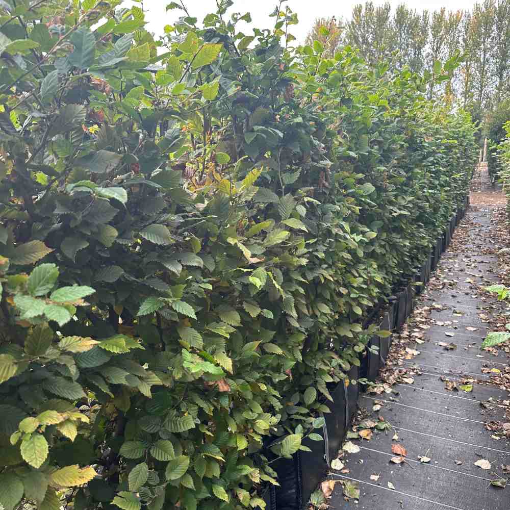 Hornbeam Instant Hedge 160cm (5–6ft) Hedgebag – Deciduous - Impact Hedging