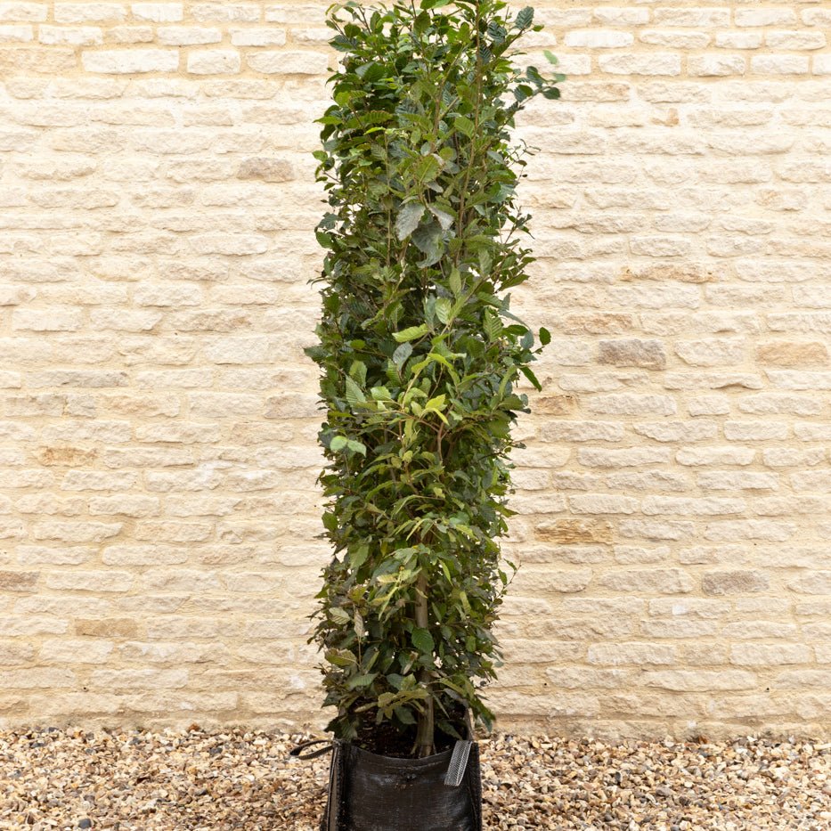 Hornbeam Instant Hedge, 1m Hedgebag – Deciduous - Impact Hedging