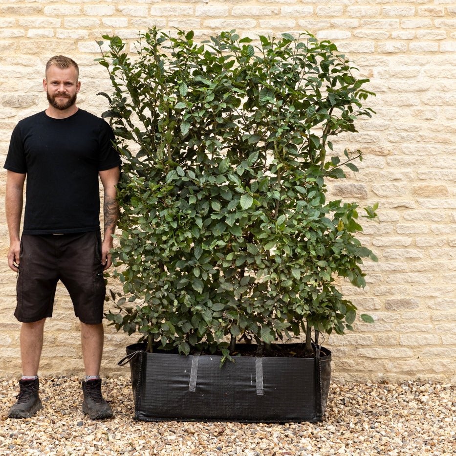 Hornbeam Instant Hedge, 1m Hedgebag – Deciduous - Impact Hedging
