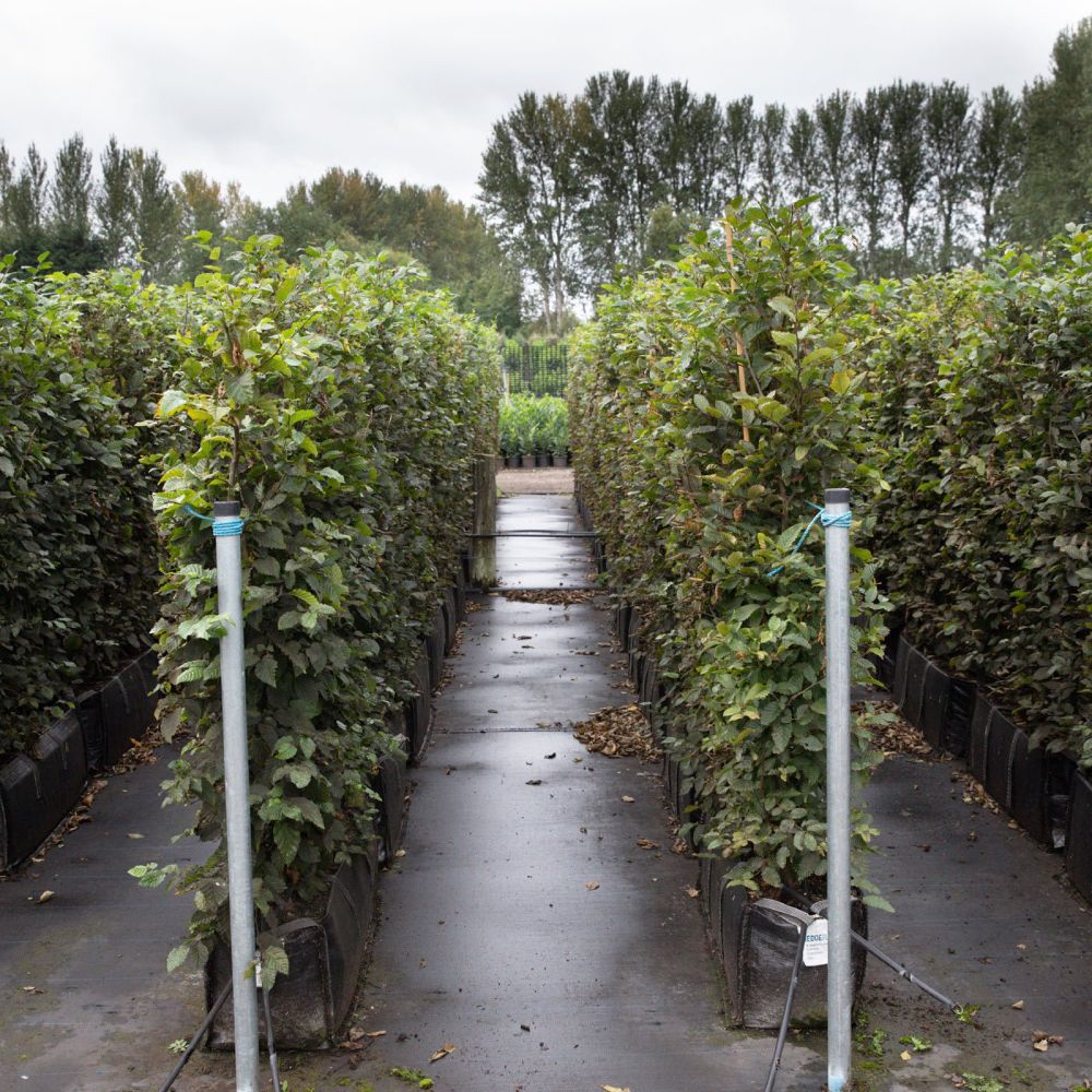Hornbeam Instant Hedge, 1m Hedgebag – Deciduous - Impact Hedging