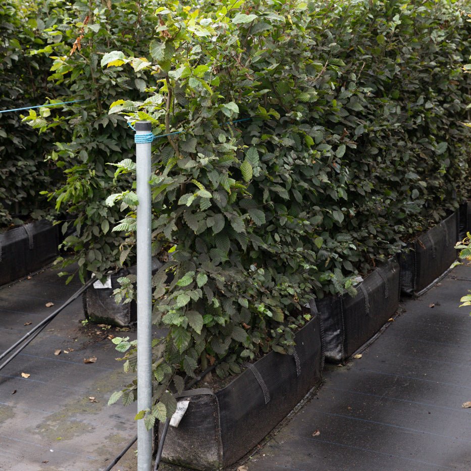 Hornbeam Instant Hedge, 1m Hedgebag – Deciduous - Impact Hedging