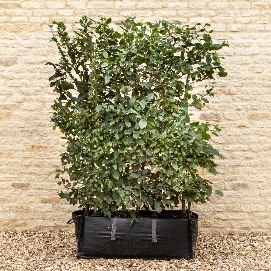 Hornbeam Instant Hedge, 1m Hedgebag – Deciduous - Impact Hedging