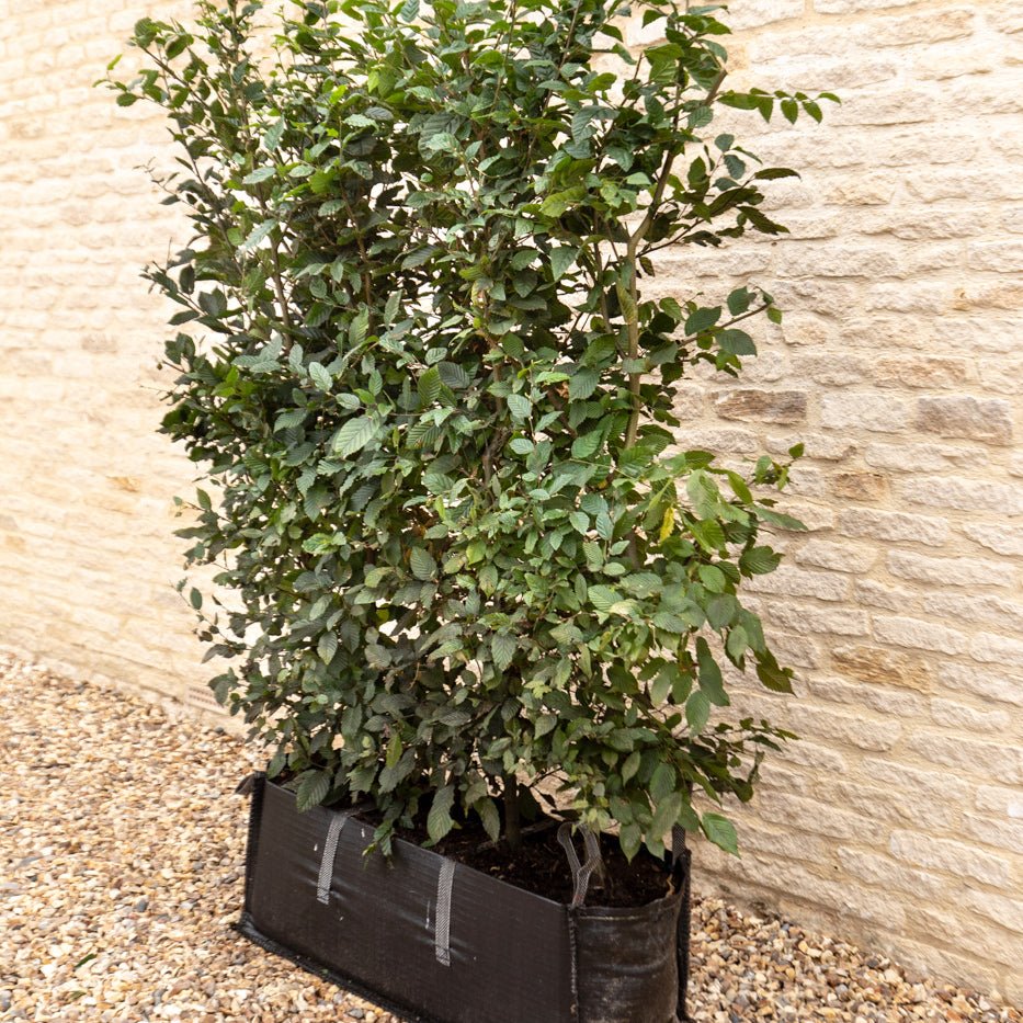 Hornbeam Instant Hedge, 1m Hedgebag – Deciduous - Impact Hedging