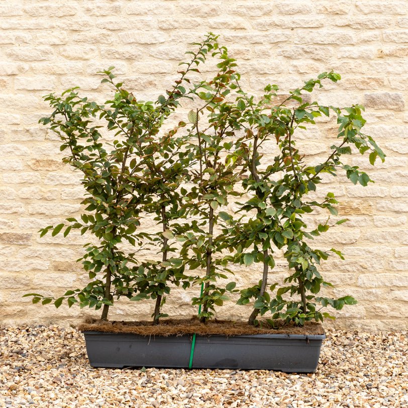 Hornbeam Instant Hedge 90–100cm, 1m Trough – Deciduous - Impact Hedging