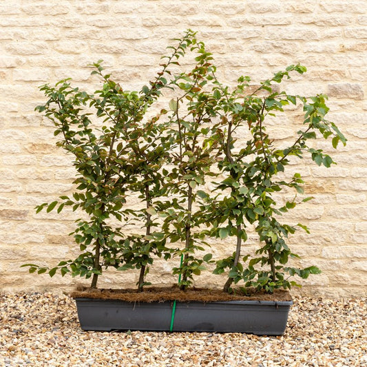 Hornbeam Instant Hedge 90–100cm, 1m Trough – Deciduous - Impact Hedging