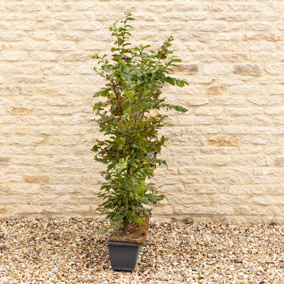 Hornbeam Instant Hedge 90–100cm, 1m Trough – Deciduous - Impact Hedging