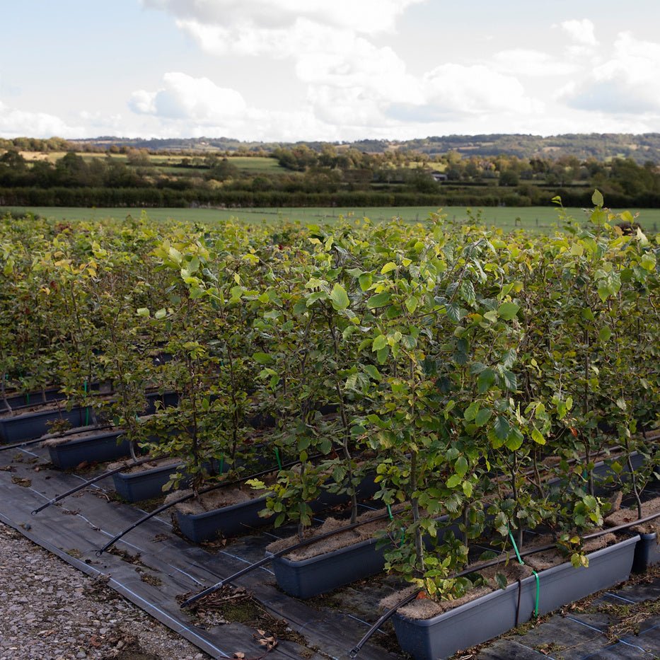 Hornbeam Instant Hedge 90–100cm, 1m Trough – Deciduous - Impact Hedging