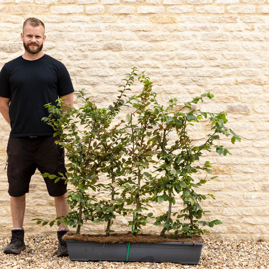 Hornbeam Instant Hedge 90–100cm, 1m Trough – Deciduous - Impact Hedging