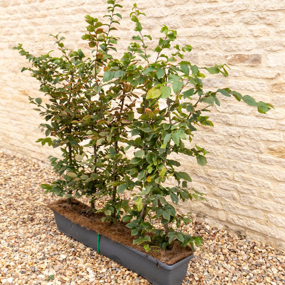 Hornbeam Instant Hedge 90–100cm, 1m Trough – Deciduous - Impact Hedging