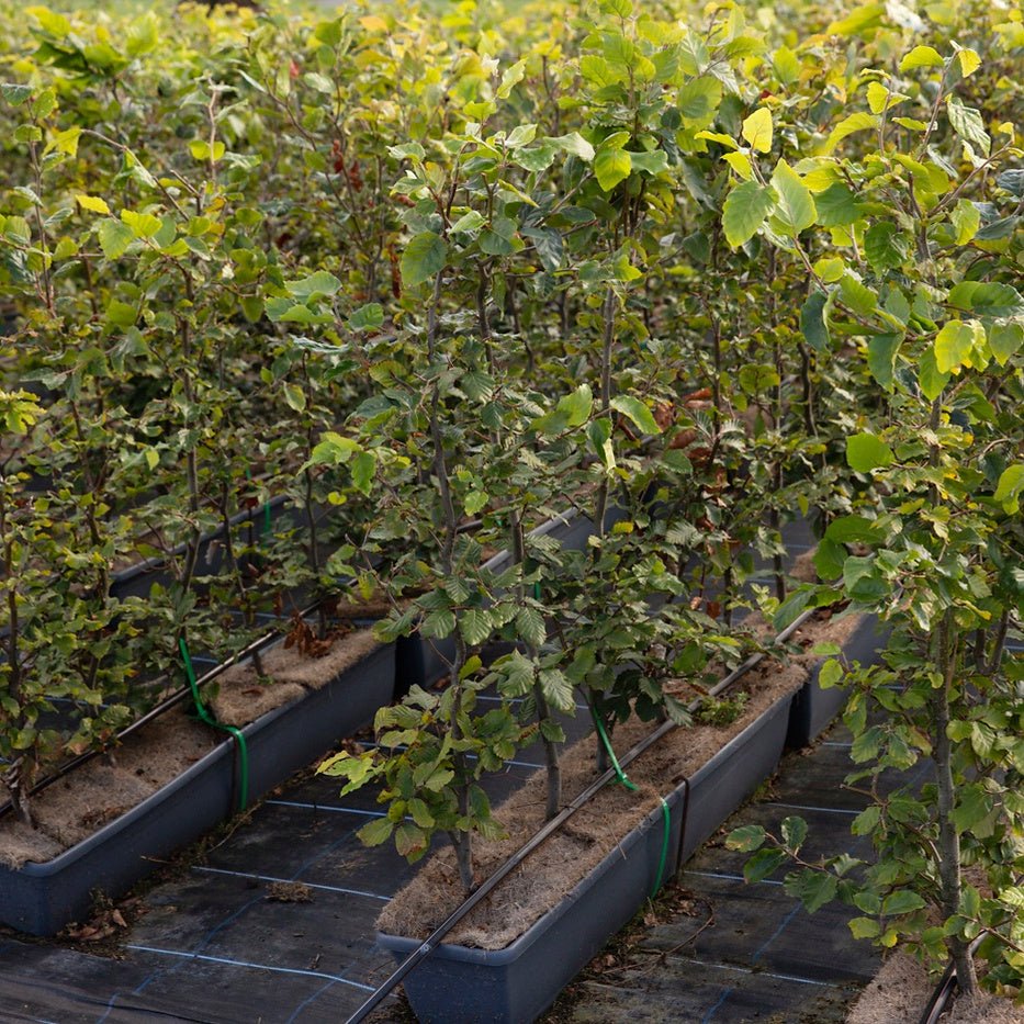 Hornbeam Instant Hedge 90–100cm, 1m Trough – Deciduous - Impact Hedging