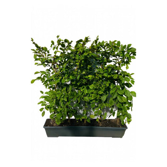 Hornbeam Instant Hedge 90–100cm Trough – Deciduous - Impact Hedging