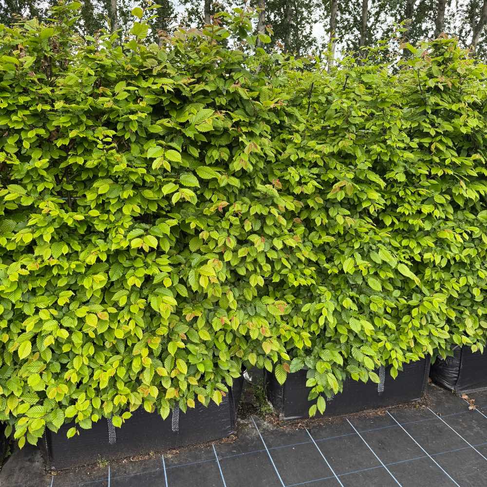 hornbeam-instant-hedge