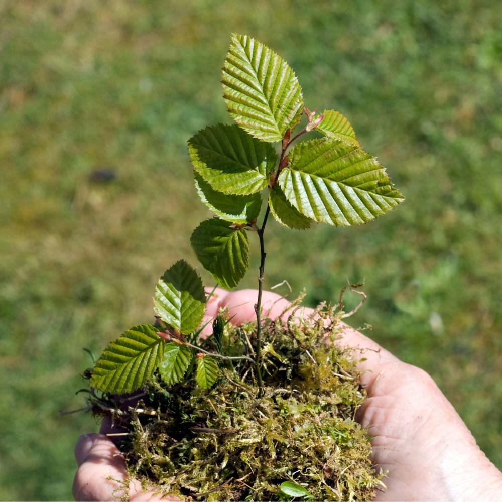 When to prune a hornbeam hedge in the UK