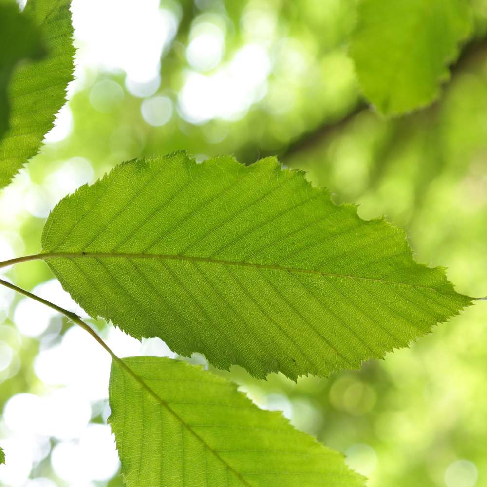 Is hornbeam hedge evergreen?