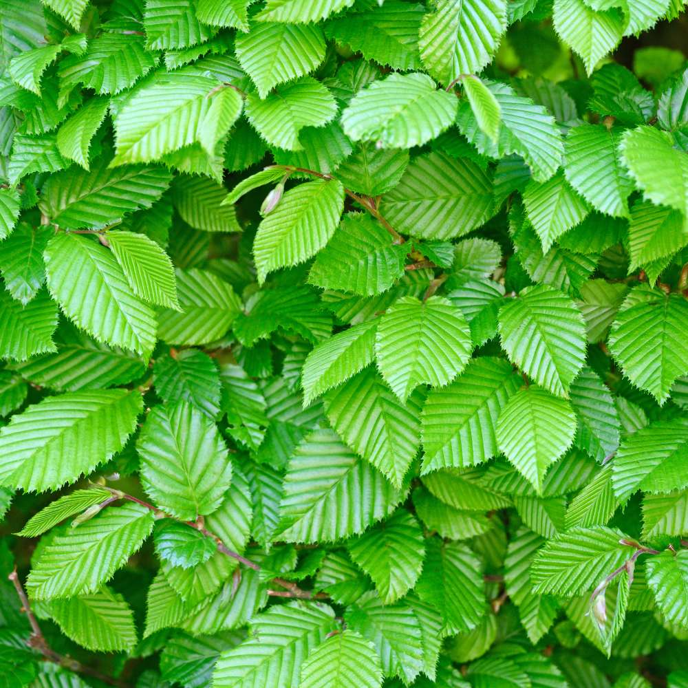 Hornbeam hedge planting, care and growth guide 