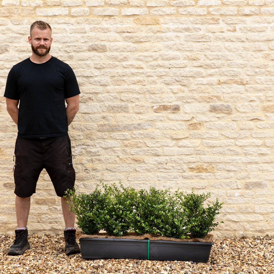 Japanese Holly Instant Hedge 35–40cm, 1m Trough – Evergreen - Impact Hedging