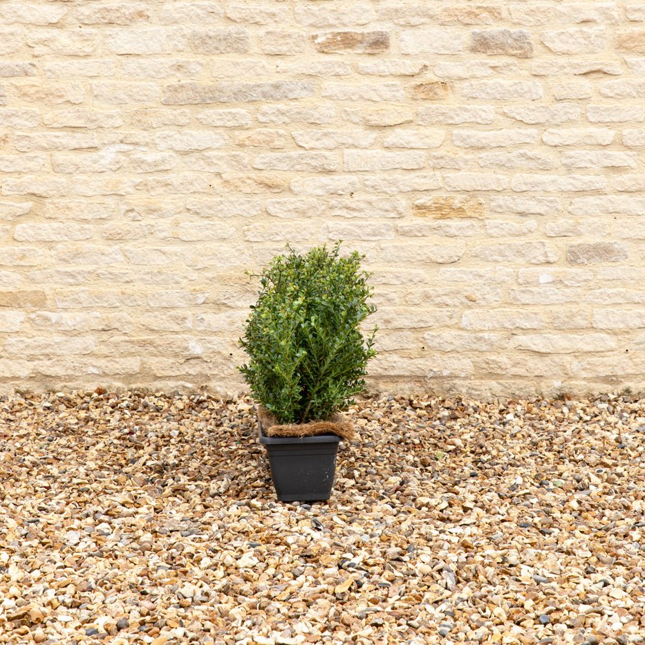 Japanese Holly Instant Hedge 35–40cm, 1m Trough – Evergreen - Impact Hedging