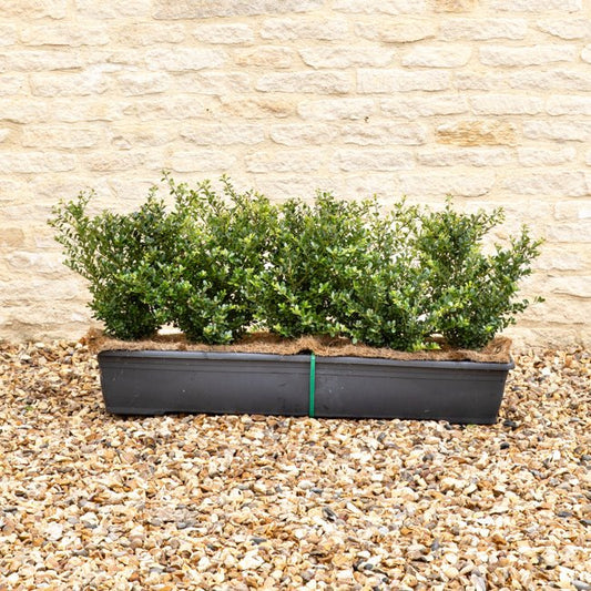 Japanese Holly Instant Hedge 35–40cm, 1m Trough – Evergreen - Impact Hedging