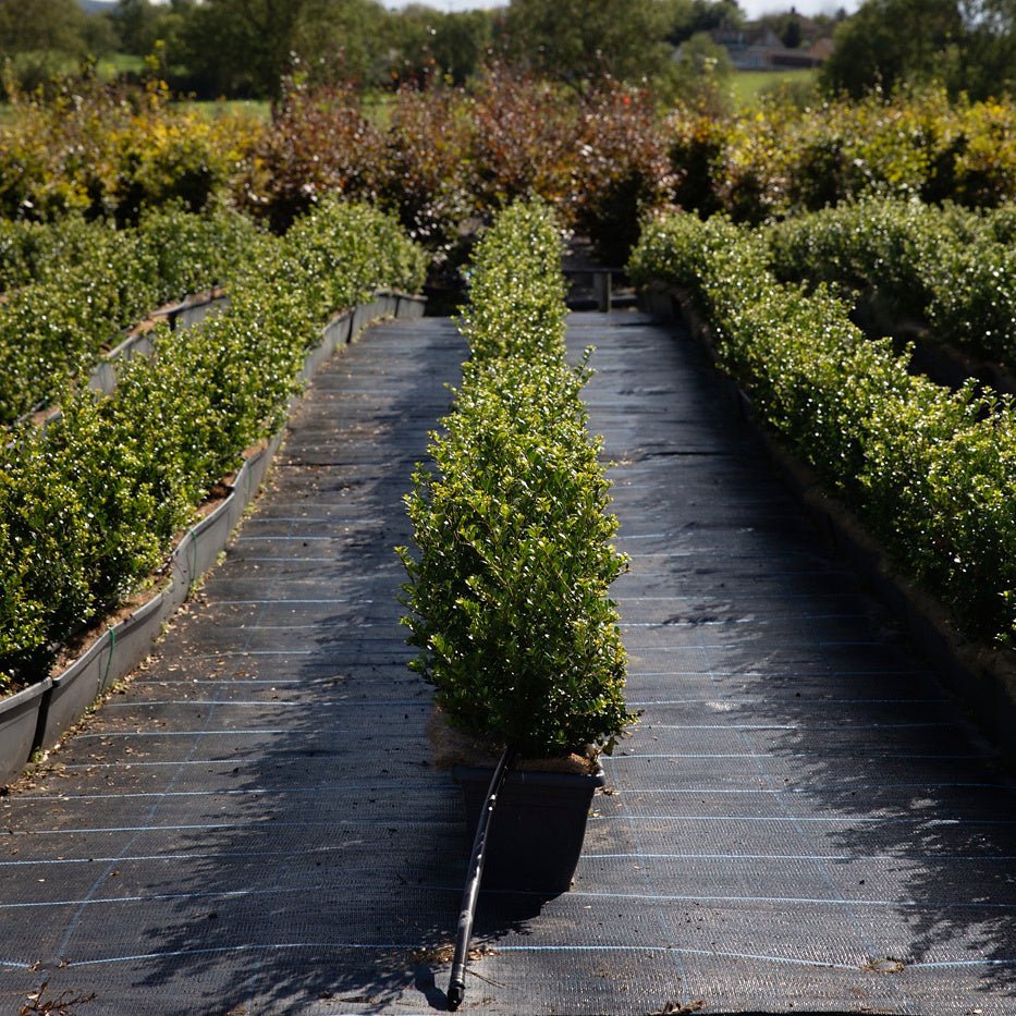 Japanese Holly Instant Hedge 35–40cm, 1m Trough – Evergreen - Impact Hedging