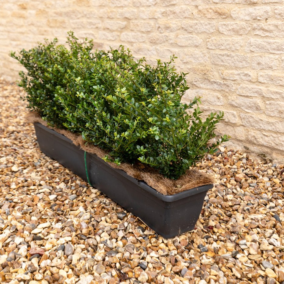 Japanese Holly Instant Hedge 35–40cm, 1m Trough – Evergreen - Impact Hedging