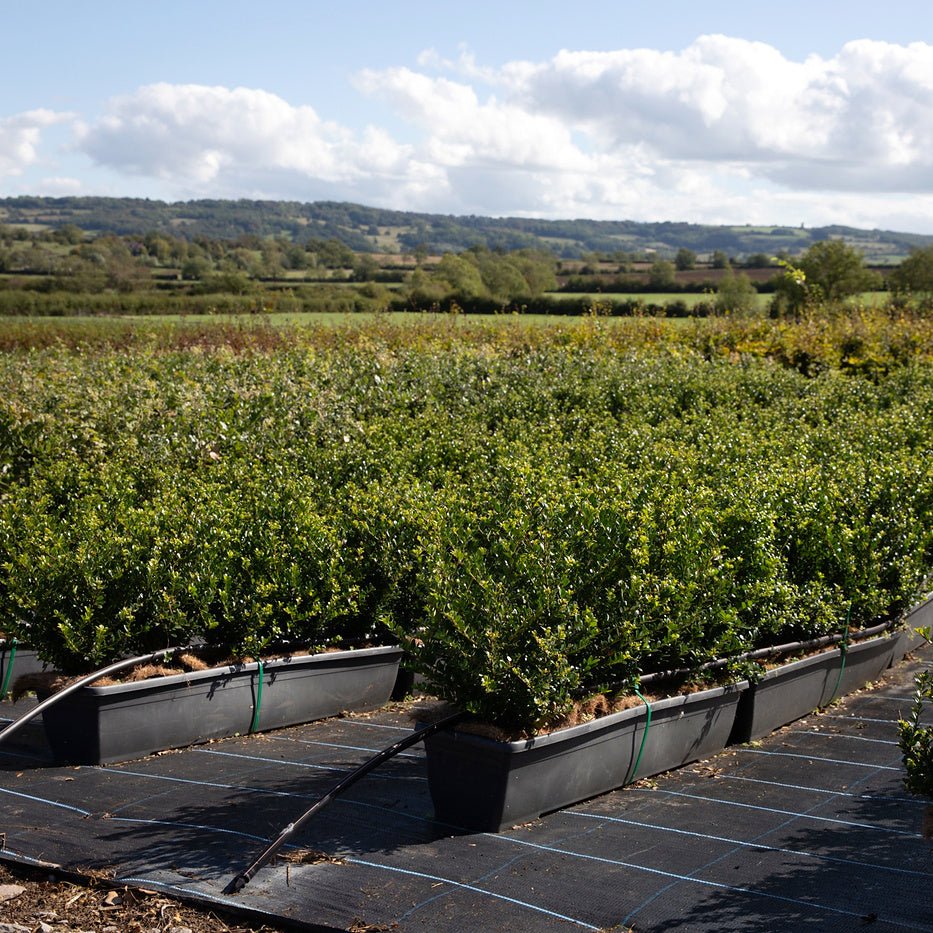 Japanese Holly Instant Hedge 35–40cm, 1m Trough – Evergreen - Impact Hedging