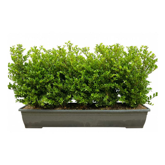 Japanese Holly Instant Hedge 40–50cm Trough – Evergreen - Impact Hedging
