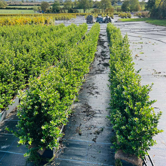 Japanese Holly Instant Hedge 40–50cm Trough – Evergreen - Impact Hedging