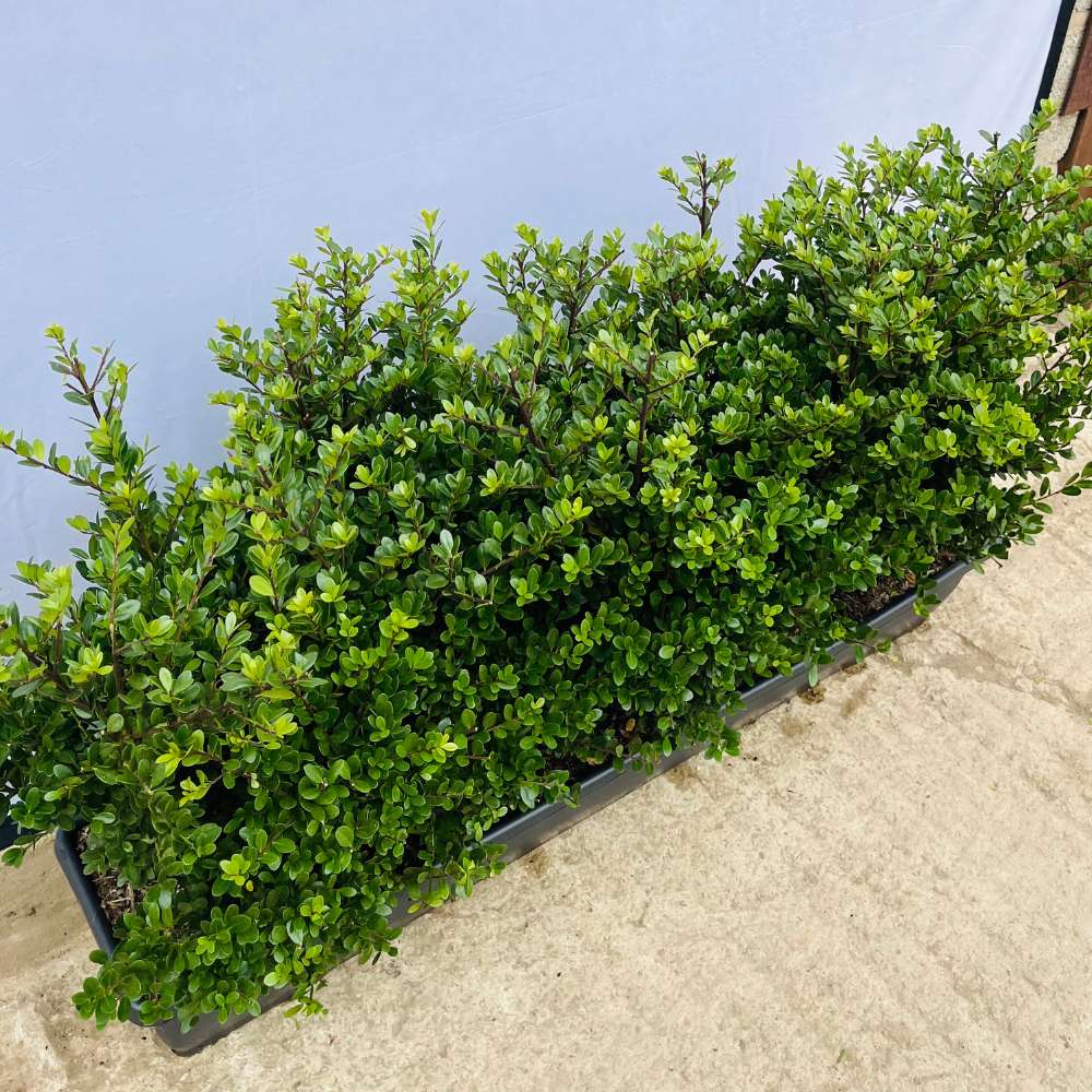 Japanese Holly Instant Hedge 40–50cm Trough – Evergreen - Impact Hedging