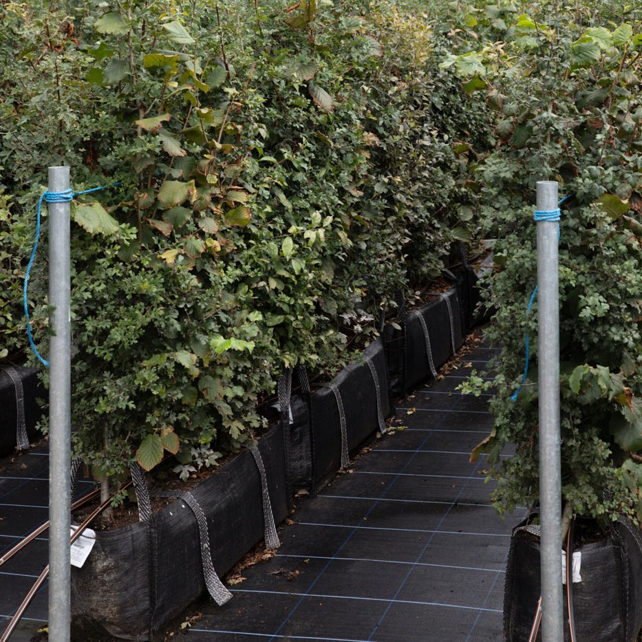 Native Mix Instant Hedge 150cm (5ft), 1m Hedgebag – Deciduous - Impact Hedging