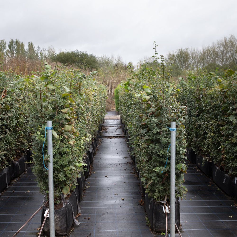 Native Mix Instant Hedge 150cm (5ft), 1m Hedgebag – Deciduous - Impact Hedging
