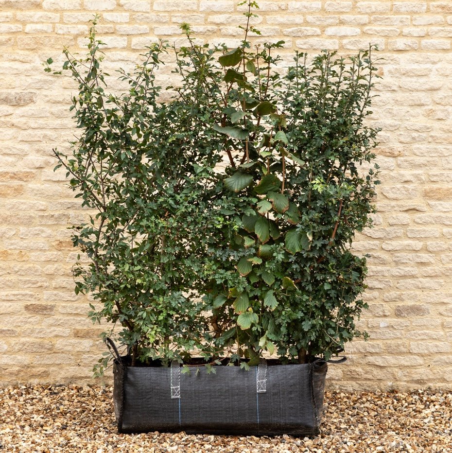 Native Mix Instant Hedge 150cm (5ft), 1m Hedgebag – Deciduous - Impact Hedging