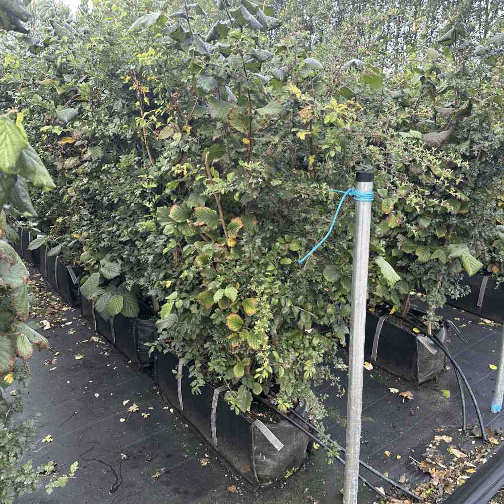 Native Mix Instant Hedge 170cm (5–6ft) Hedgebag – Deciduous - Impact Hedging