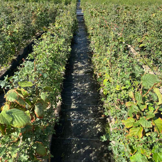 Native Mix Instant Hedge 80–100cm Trough – Deciduous - Impact Hedging