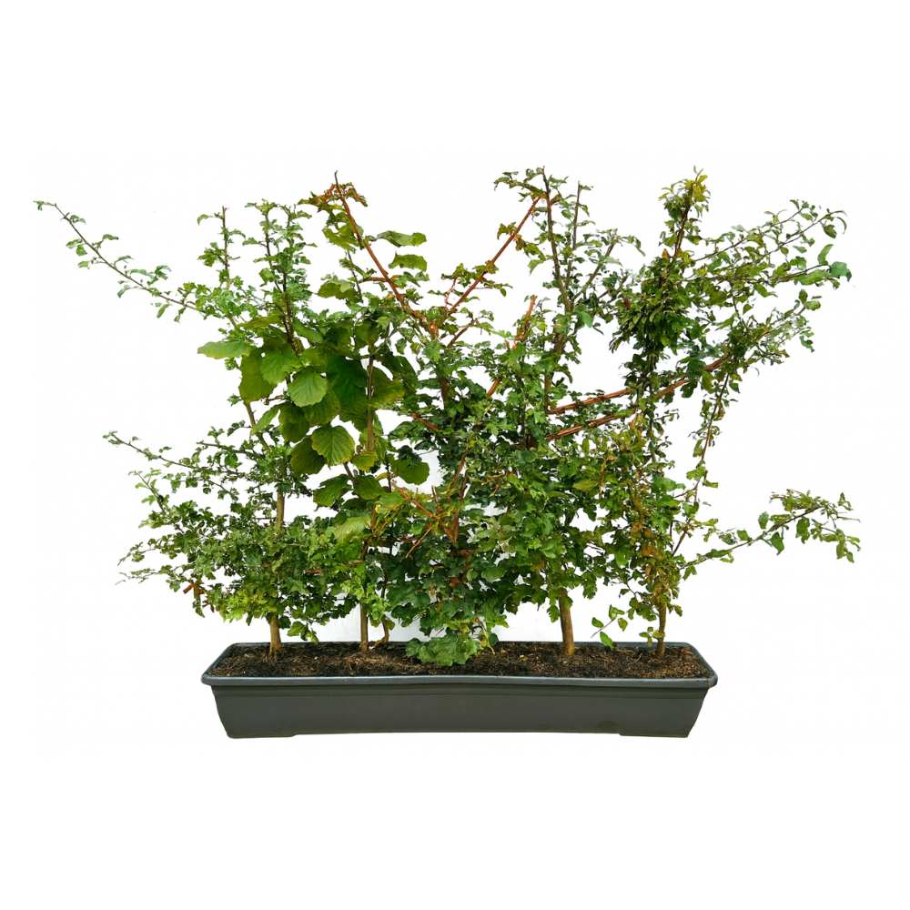 Native Mix Instant Hedge 80–100cm Trough – Deciduous - Impact Hedging
