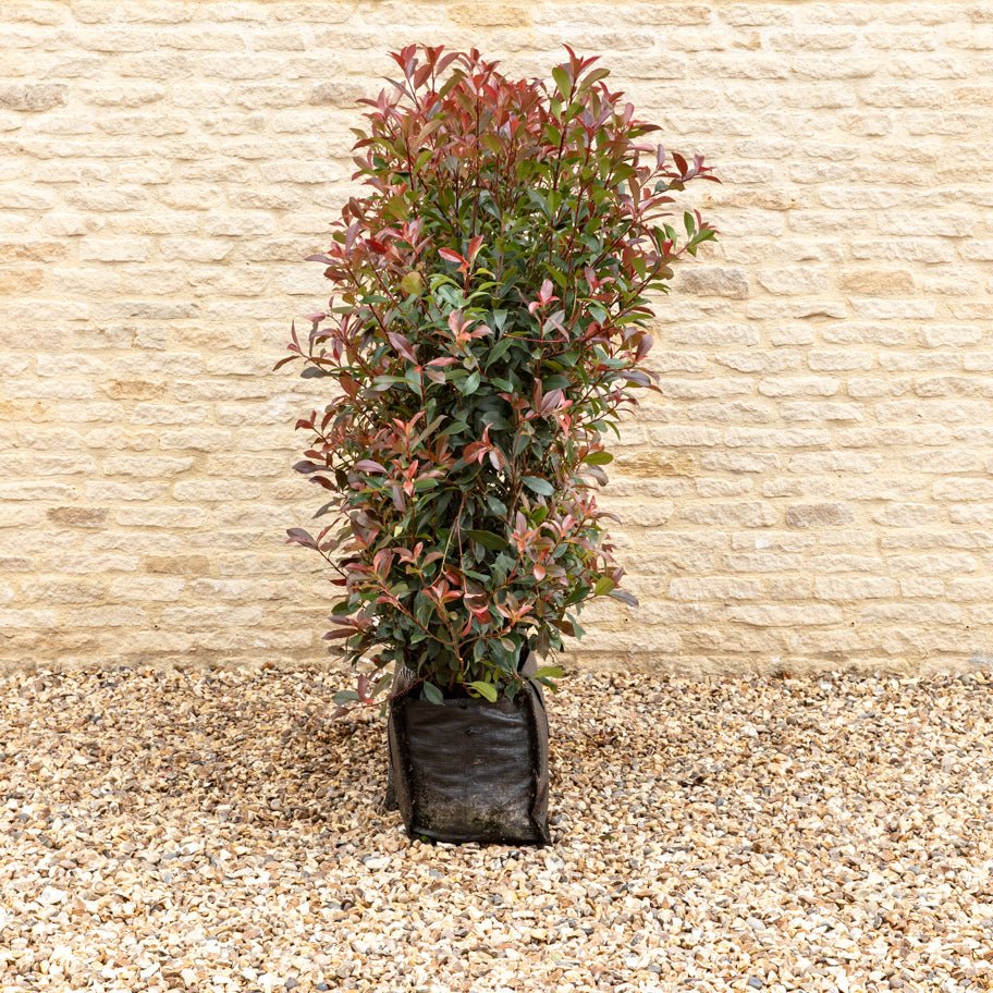 Photinia Red Robin Instant Hedge 120cm (4ft), 1m Hedgebag – Evergreen - Impact Hedging