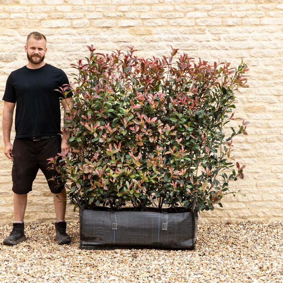Photinia Red Robin Instant Hedge 120cm (4ft), 1m Hedgebag – Evergreen - Impact Hedging