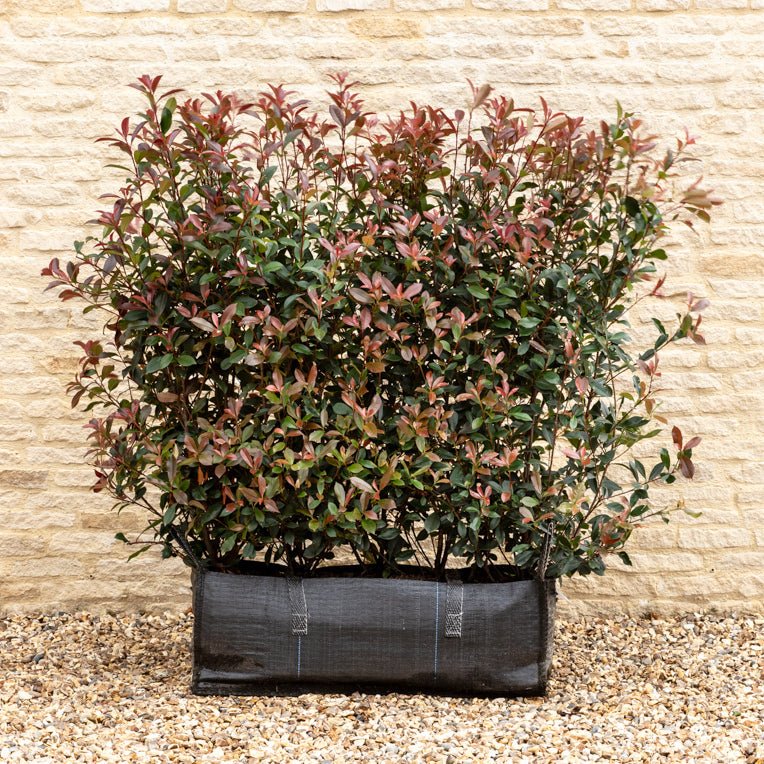 Photinia Red Robin Instant Hedge 120cm (4ft), 1m Hedgebag – Evergreen - Impact Hedging