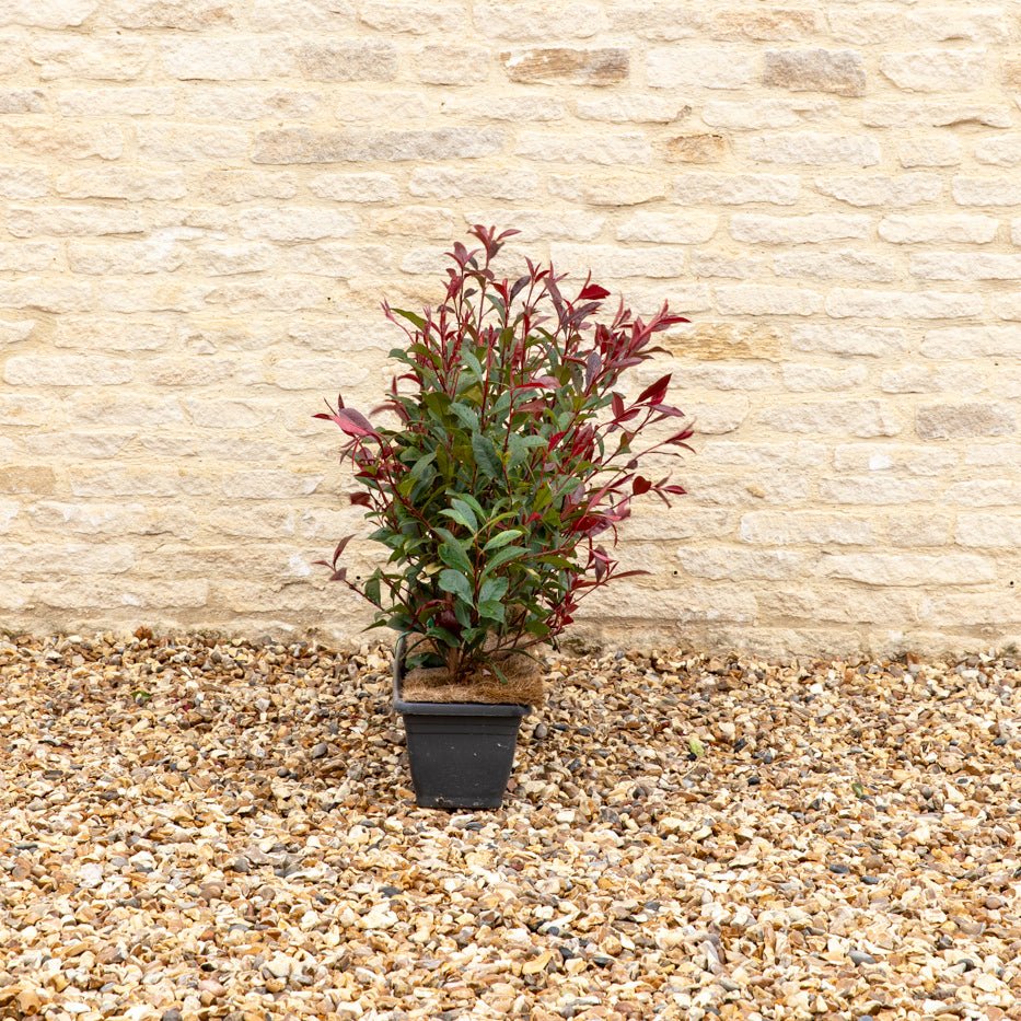 Photinia Red Robin Instant Hedge 50–60cm, 1m Trough – Evergreen - Impact Hedging